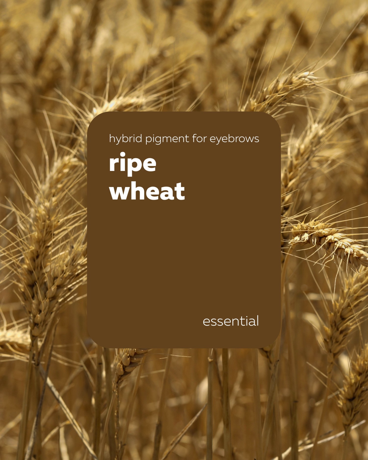 BROVI წარბის პიგმენტი ripe wheat